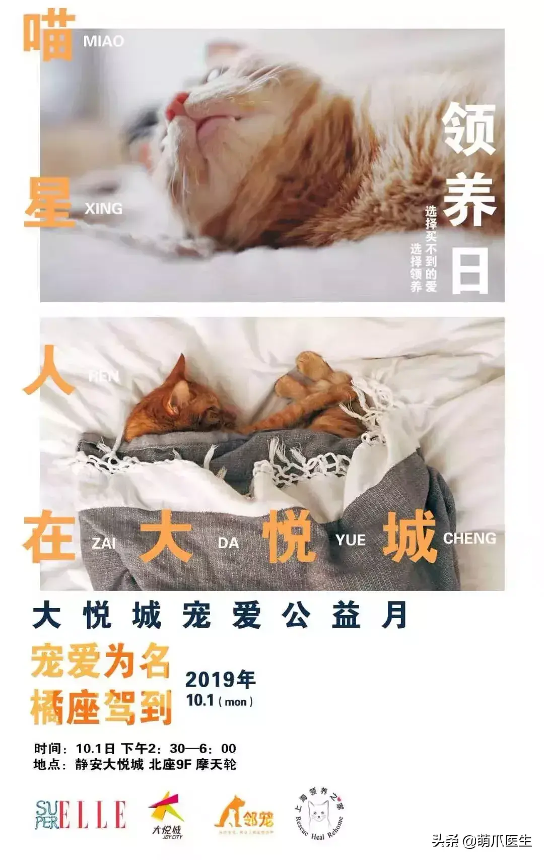 猫咪是后院是什么意思（准备养猫吗？教你如何辨别后院猫）-第16张图片-拓城游