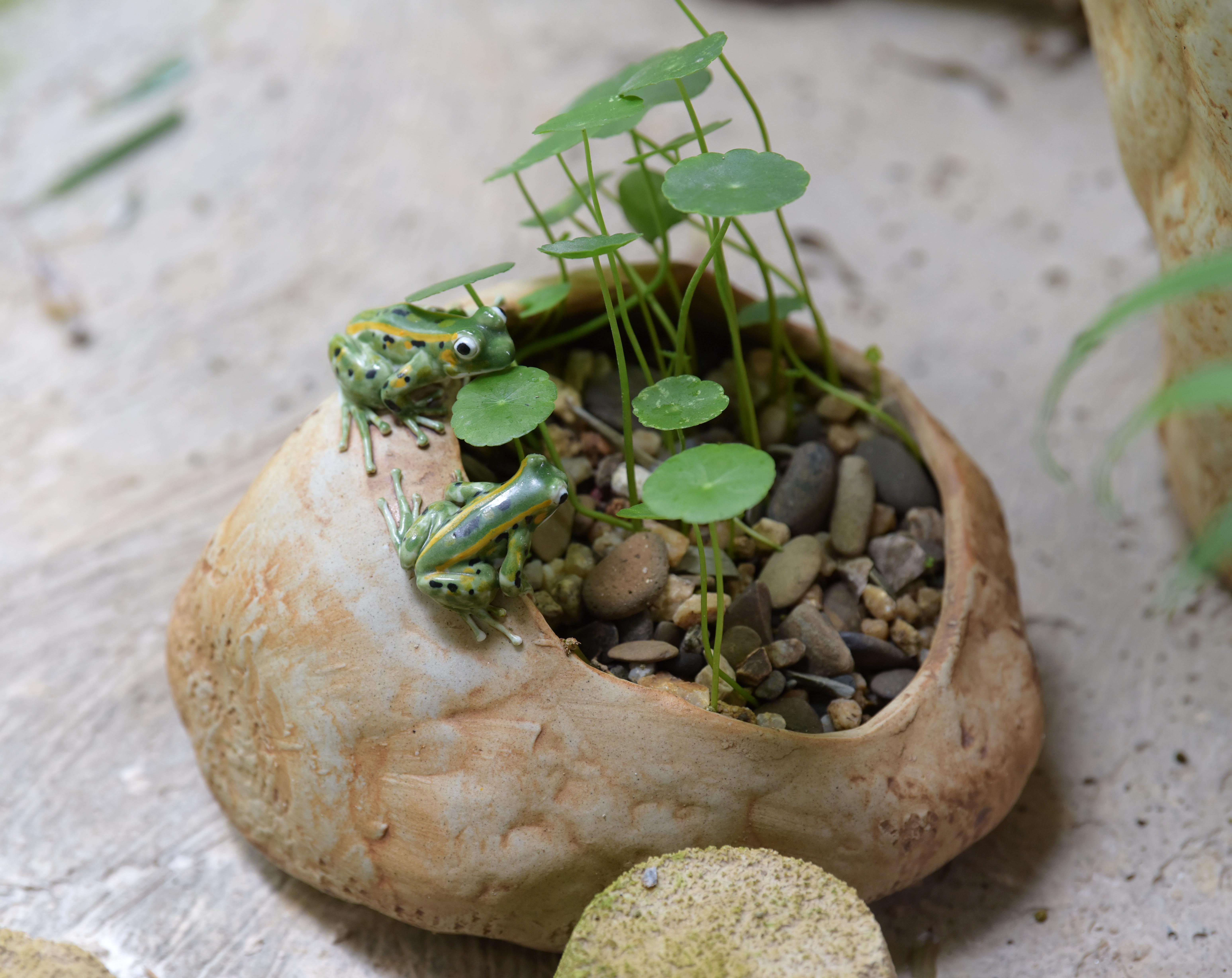 《阴阳师》青蛙瓷器哪里多 青蛙瓷器悬赏封印位置（江西景德镇：瓷都“青蛙王子”的艺术之路）-第6张图片-拓城游