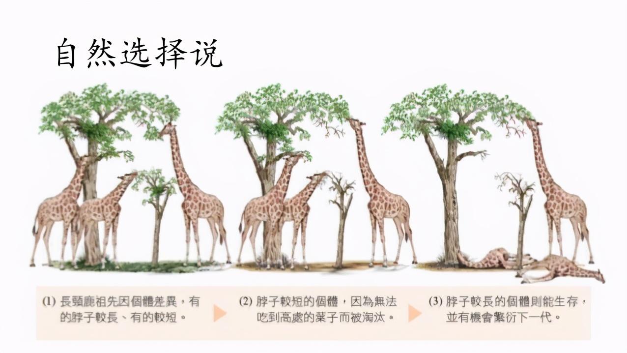 洛克王国电动长颈鹿华贵天鹅闪电鸵鸟哪个宠物好（最容易被雷劈死的动物，还会被树杈勒死！为何长颈鹿要长长脖子？）-第10张图片-拓城游