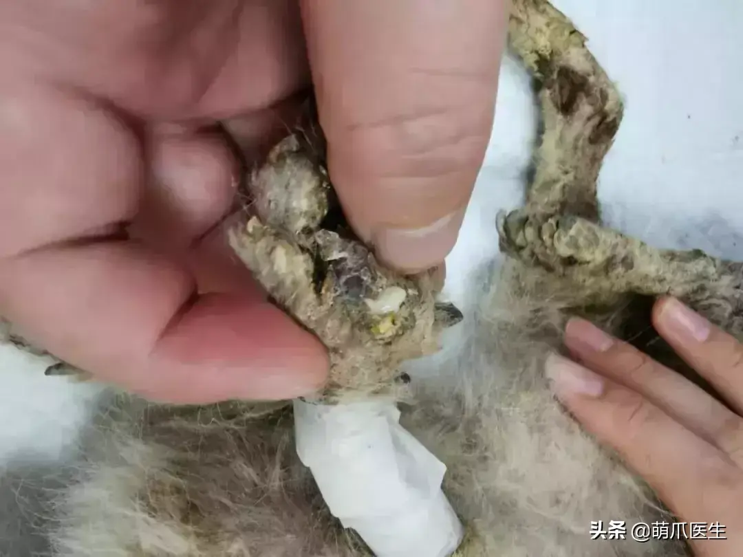 猫咪是后院是什么意思（准备养猫吗？教你如何辨别后院猫）-第14张图片-拓城游