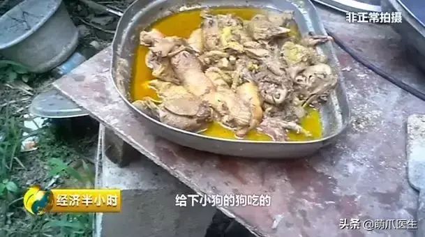 猫咪是后院是什么意思（准备养猫吗？教你如何辨别后院猫）-第7张图片-拓城游