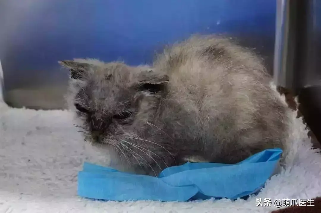 猫咪是后院是什么意思（准备养猫吗？教你如何辨别后院猫）-第4张图片-拓城游