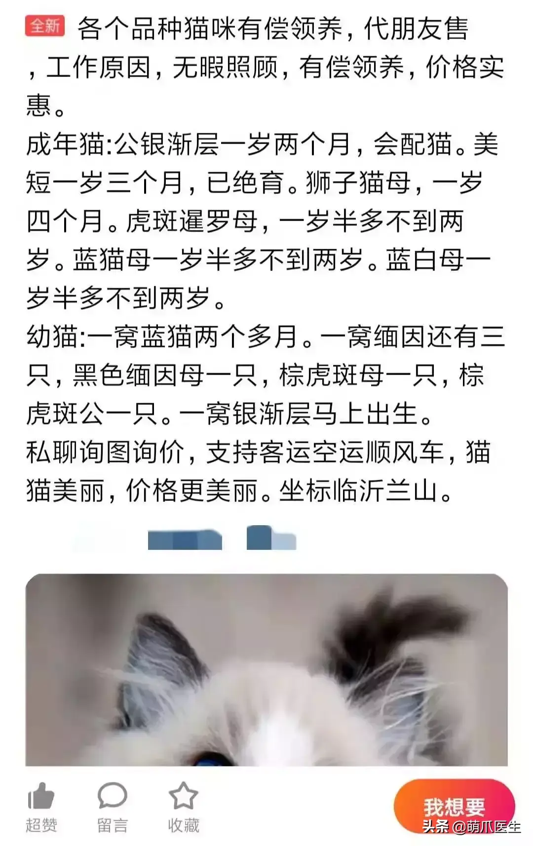 猫咪是后院是什么意思（准备养猫吗？教你如何辨别后院猫）-第9张图片-拓城游