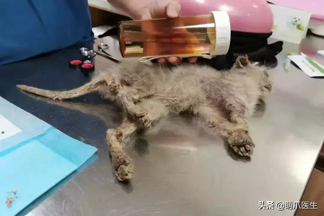 猫咪是后院是什么意思（准备养猫吗？教你如何辨别后院猫）-第3张图片-拓城游