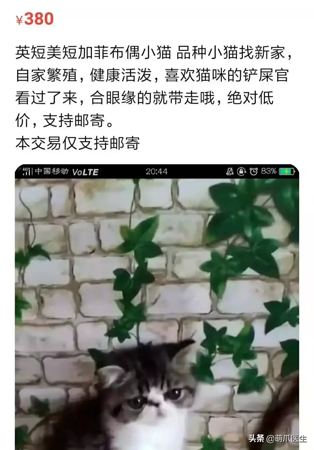 猫咪是后院是什么意思（准备养猫吗？教你如何辨别后院猫）-第6张图片-拓城游