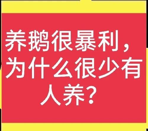 为什么农村人养鹅的人并不多？原因很无奈！（推荐好文）